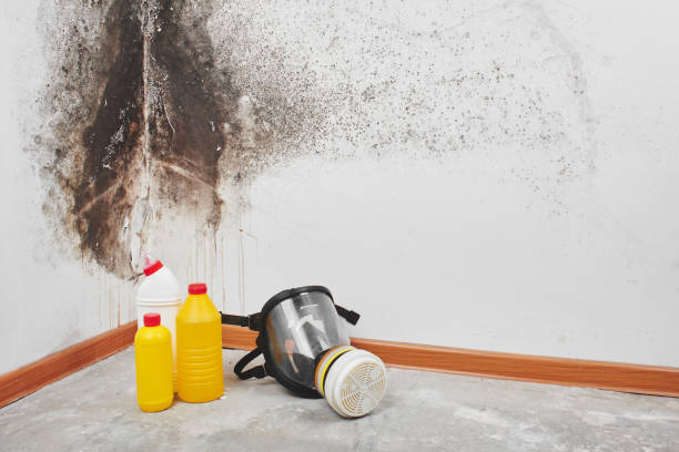 Best Office Mold Removal Services  in Nashua, NH