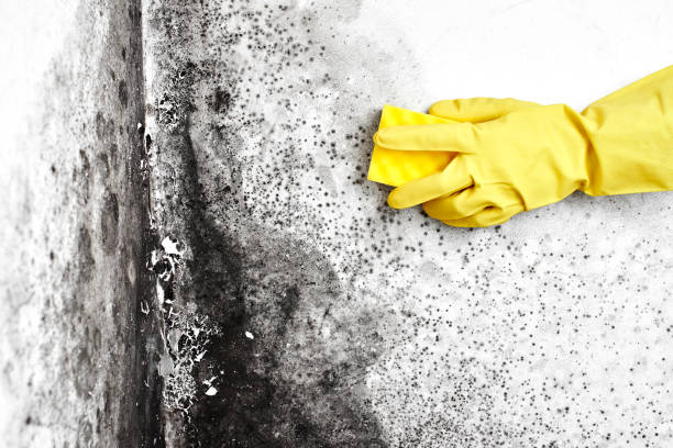 Best Mold Removal Near Me  in Nashua, NH