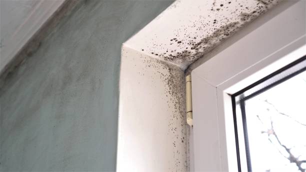 Best Mold Remediation  in Nashua, NH