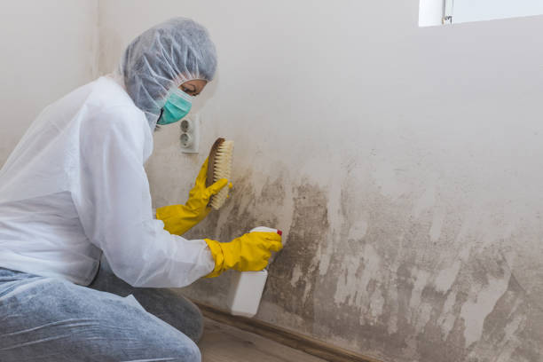 Best Residential Mold Removal  in Nashua, NH
