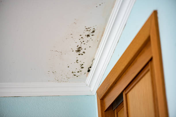 Best Toxic Mold Removal  in Nashua, NH