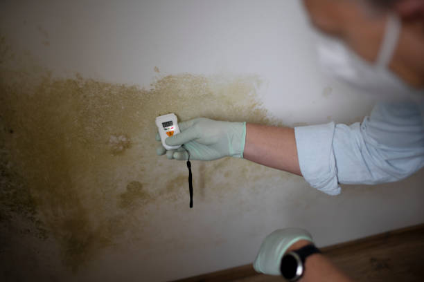 Best Black Mold Removal  in Nashua, NH