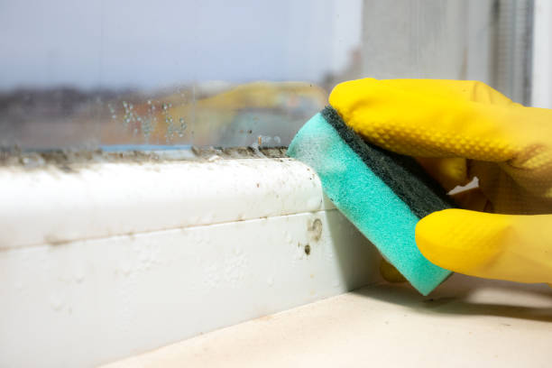  Nashua, NH Mold Removal Pros