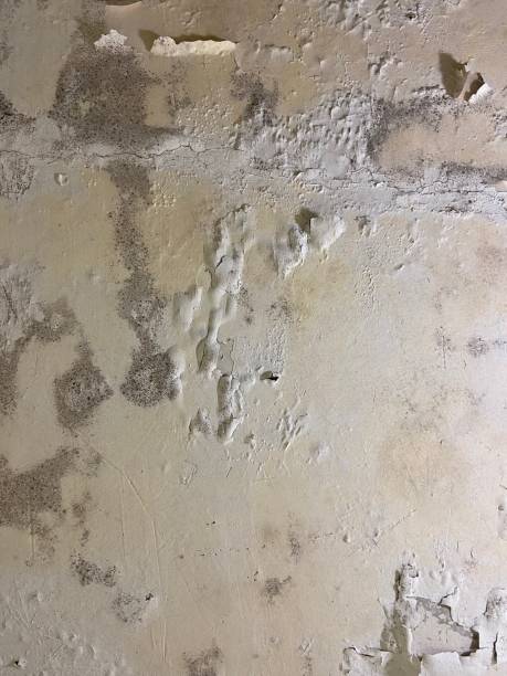 Best Mold Cleaning Services  in Nashua, NH