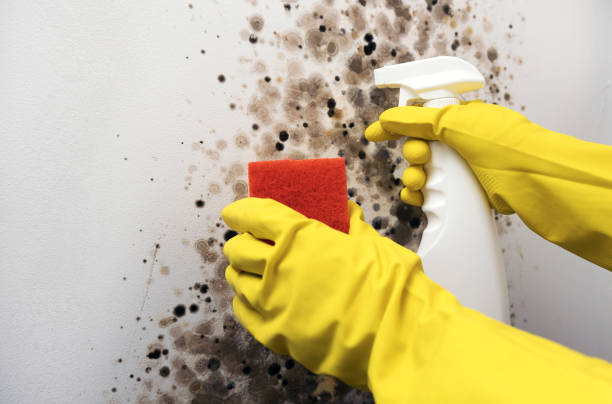 Best Best Mold Removal Companies  in Nashua, NH