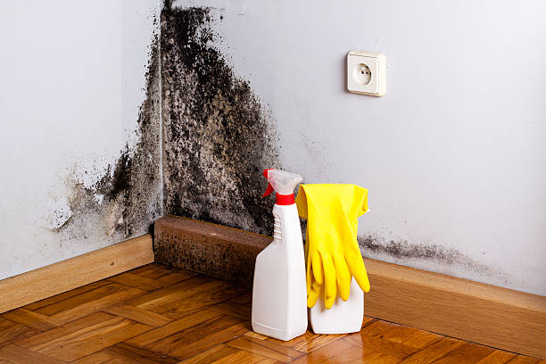 Best Commercial Mold Removal  in Nashua, NH