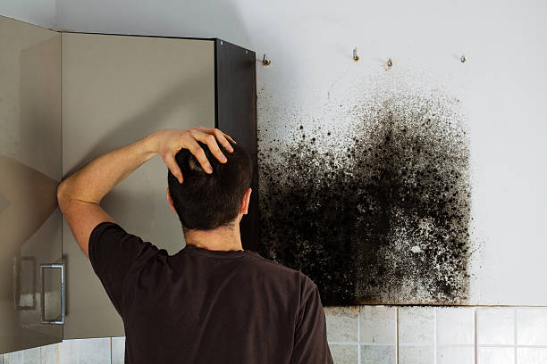 Best Mold Testing  in Nashua, NH