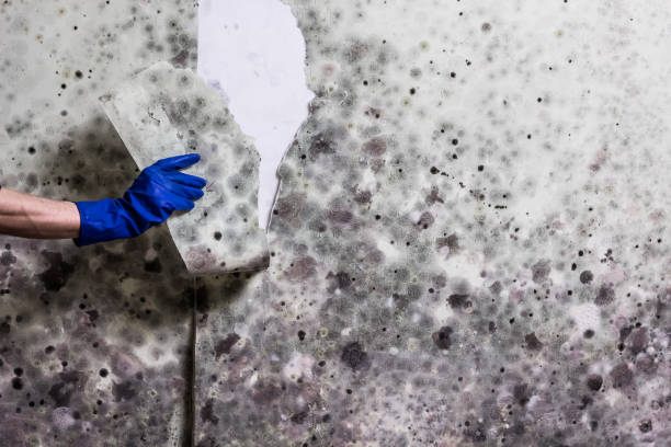  Nashua, NH Mold Removal Pros
