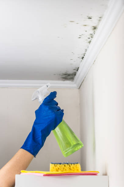 Best Mold Removal Company Near Me  in Nashua, NH