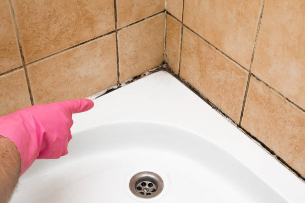 Professional Mold Removal in Nashua, NH