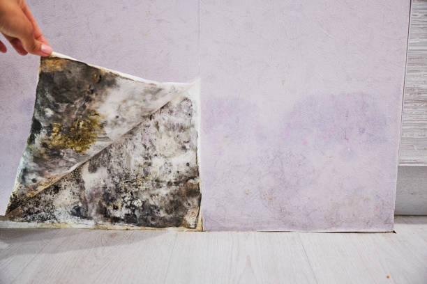 Best Professional Mold Removal  in Nashua, NH